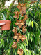 Product image thumbnail 6