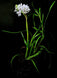 Product image thumbnail 3