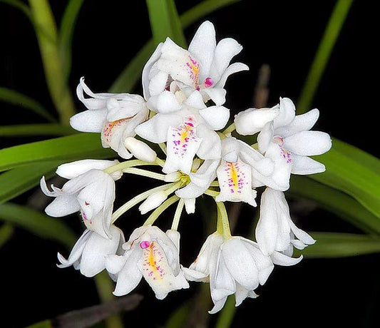 Neobenthamia gracilis Neobenthamia La Foresta Orchids 