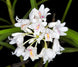 Product image thumbnail 1
