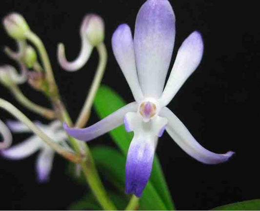 Neofinetia falcata x Vanda coerulescens Vanda La Foresta Orchids 
