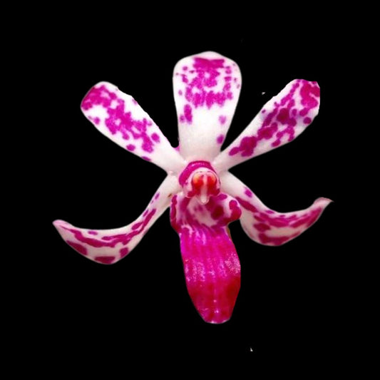 Neostylis Pinky 'Beniotome' Vanda La Foresta Orchids 