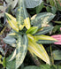 Product image thumbnail 7