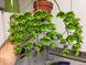 Product image thumbnail 9