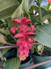 Product image thumbnail 6