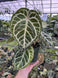 Product image thumbnail 5