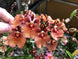 Product image thumbnail 3