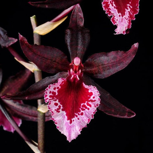 Oncidium Alliance: Colmanara Massai 'Red Flash' Oncidium La Foresta Orchids 
