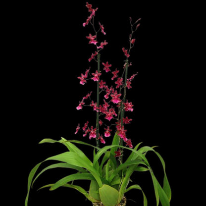 Oncidium Alliance: Oncidium Sharry Baby 'Red Fantasy' Oncidium La Foresta Orchids 