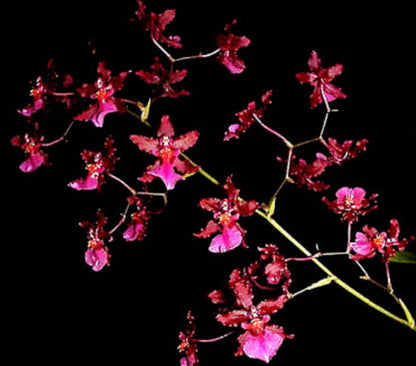 Oncidium Alliance: Oncidium Sharry Baby 'Red Fantasy' Oncidium La Foresta Orchids 