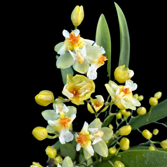 Oncidium Alliance - Oncidium Twinkle 'Fantasy' Oncidium La Foresta Orchids 