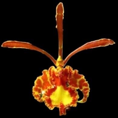 Oncidium Alliance - Psychopsis Mariposa 'Green Valley' Psychopsis La Foresta Orchids 