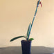 Product image thumbnail 7