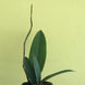 Product image thumbnail 4
