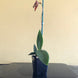 Product image thumbnail 6
