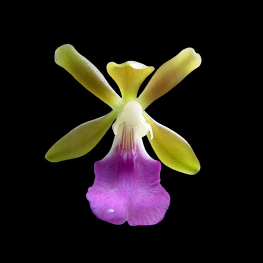 Oncidium Alliance: Trichocentrum albococcineum Oncidium La Foresta Orchids 