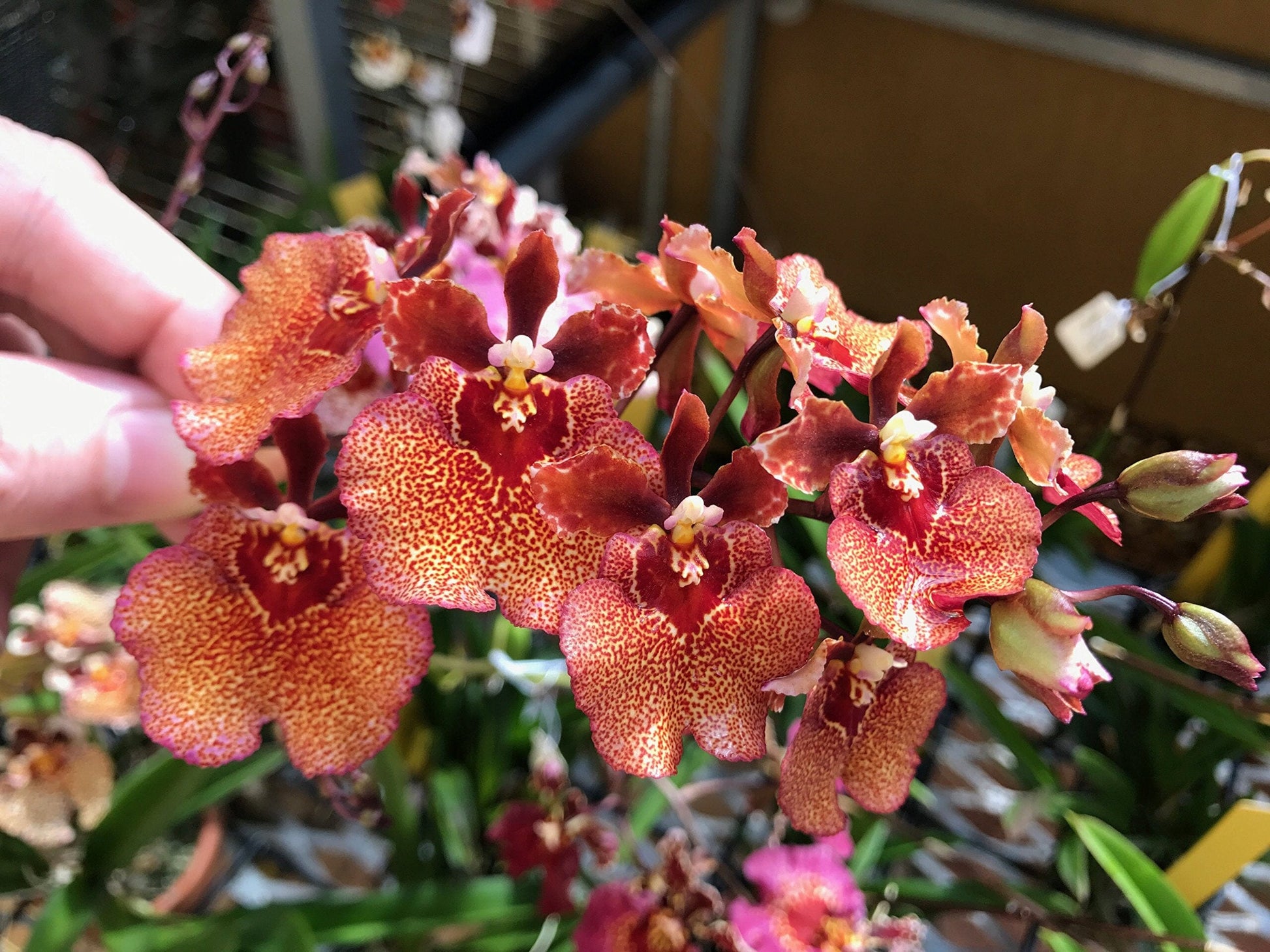 msu plant fertilizer Fertilizer Additives: MSU Orchid Fertilizer K-Lite (12-1-1-10Ca-3Mg) Excellent for Orchids & Houseplants