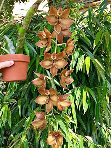 msu plant fertilizer Fertilizer Additives: MSU Orchid Fertilizer K-Lite (12-1-1-10Ca-3Mg)  Excellent for Orchids & Houseplants