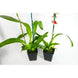 Product image thumbnail 6