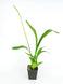 Product image thumbnail 3