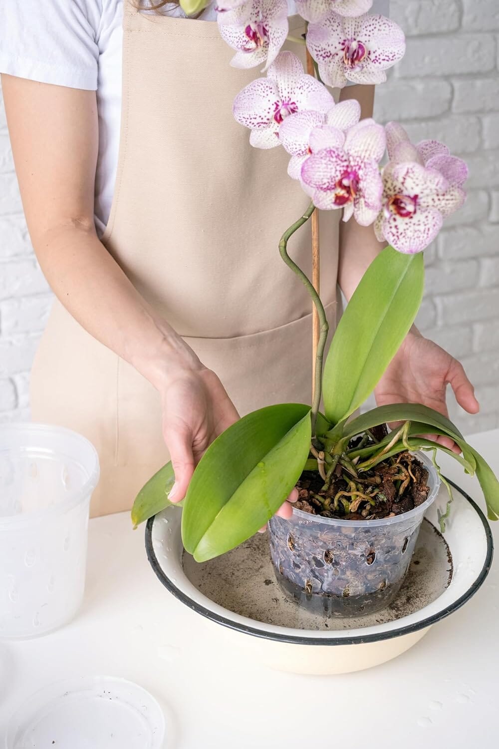dendrobium orchid potting mix Orchids Supplies: Orchid Mix for Cattleya and Dendrobium, Endorsed by American Orchid Society