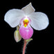 Product image thumbnail 1