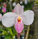 Product image thumbnail 2