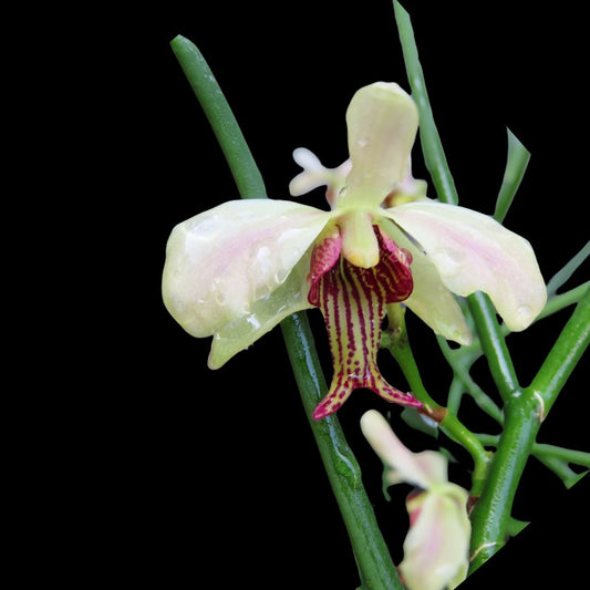 Papilisia taiwaniana Papilisia La Foresta Orchids 
