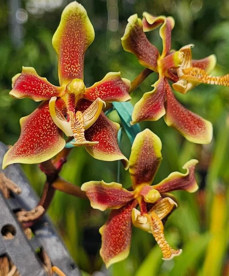 Paraphalaenopsis labukensis – La Foresta Orchids Paraphalaenopsis labukensis – La Foresta Orchids