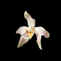 Paraphalaenopsis laycockii