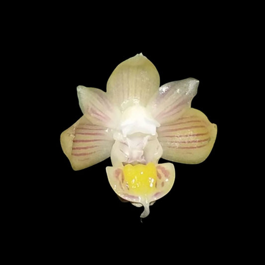 Pelatantheria bicuspidata Pelatantheria La Foresta Orchids 