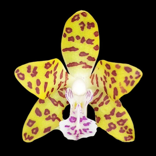 Phalaenopsis Alliance: Hygrochilus parishii x Sedirea japonica Phalaenopsis La Foresta Orchids 