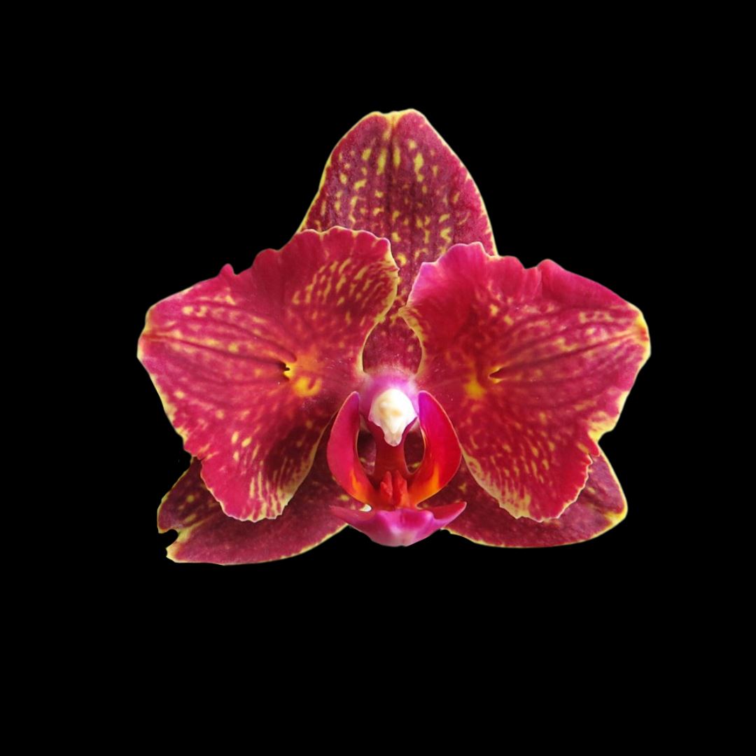 Phalaenopsis I-Hsin Claire '551' Peloric Phalaenopsis La Foresta Orchids 