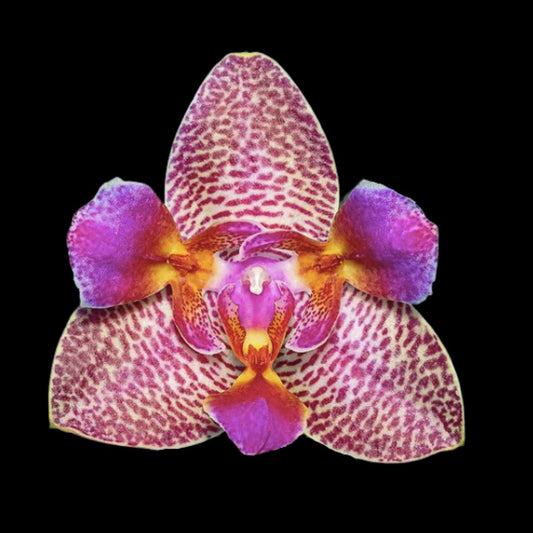 Phalaenopsis Joy Fairy Tale - In BLOOM! Phalaenopsis La Foresta Orchids 