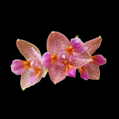 Phalaenopsis Joy Fairy Tale - In BLOOM! Phalaenopsis La Foresta Orchids 