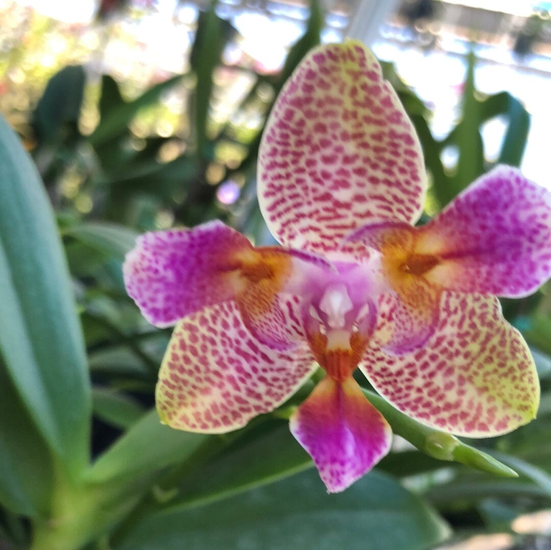 Phalaenopsis Joy Fairy Tale 'Joy' - In BLOOM! Phalaenopsis La Foresta Orchids 