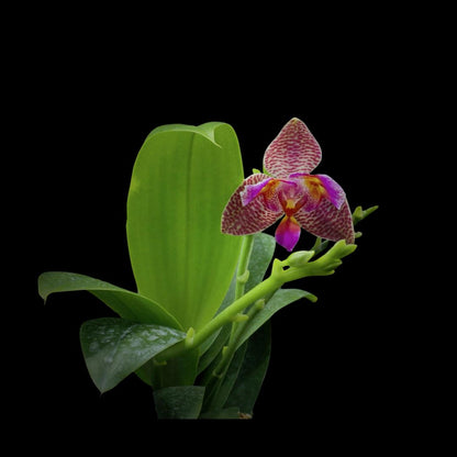 Phalaenopsis Joy Fairy Tale 'Joy' - In BLOOM! Phalaenopsis La Foresta Orchids 