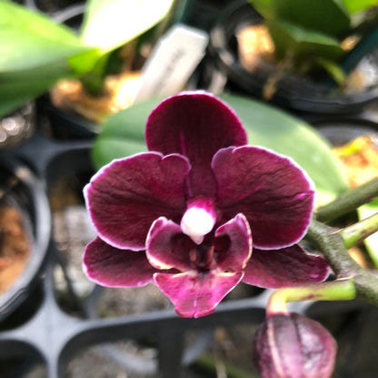 Phalaenopsis Miki Black Angel - In BLOOM! * Phalaenopsis La Foresta Orchids 