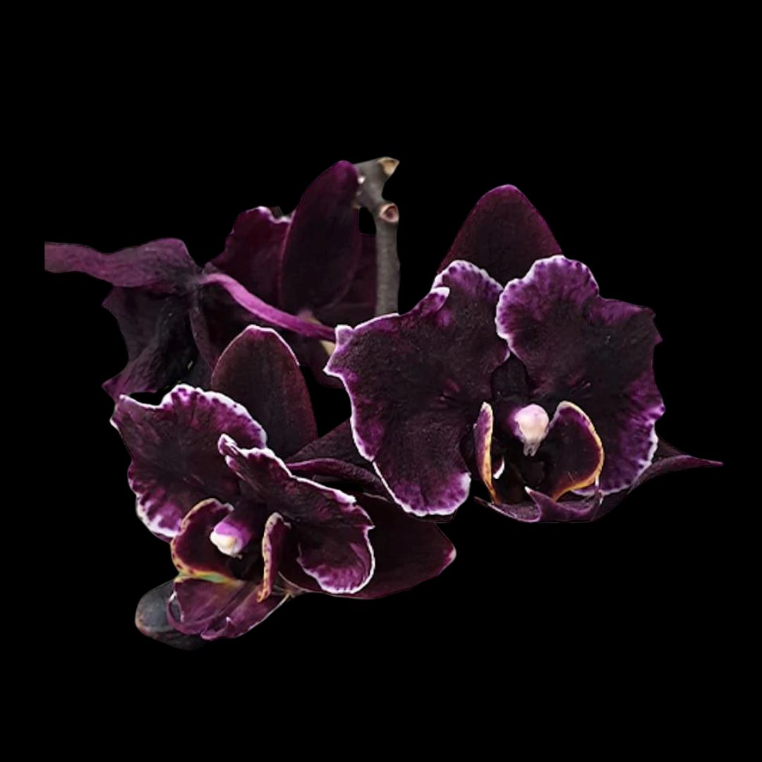Phalaenopsis Miki Black Angel Phalaenopsis La Foresta Orchids 