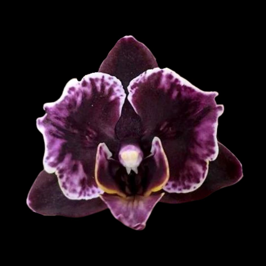Phalaenopsis Miki Black Angel Phalaenopsis La Foresta Orchids Miki Black Angel peloric 2 eyes 