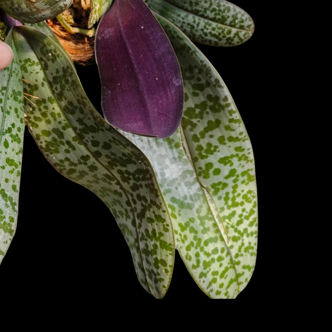 Phalaenopsis schilleriana Phalaenopsis La Foresta Orchids 