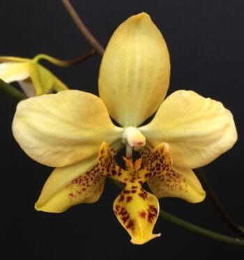 Phalaenopsis stuartiana var. nobilis 'Yellow' Phalaenopsis La Foresta Orchids 