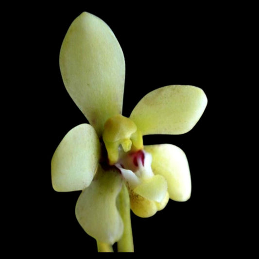 Pomatocalpa bicolor Pomatocalpa La Foresta Orchids 