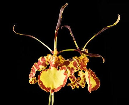 Psychopsis Mendenhall 'Hildos' FCC/AOS Psychopsis La Foresta Orchids 
