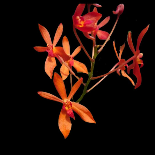 Renanthera philippinensis x Vanda falcata Vanda La Foresta Orchids 