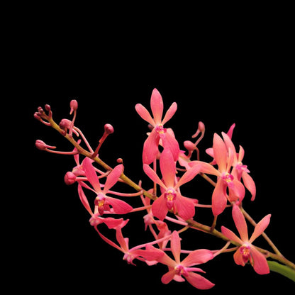 Renanthera philippinensis x Vanda falcata Vanda La Foresta Orchids 