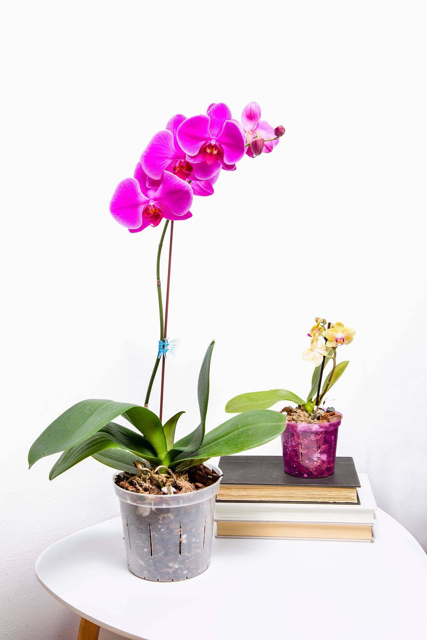 growers plant pots Orchids Supplies: Pot Growers Assortment