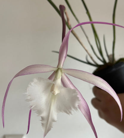 Rhyncholaelia digbyana x Brassavola cucullata - Rhynchovola David Sander - Pink Brassavola La Foresta Orchids 
