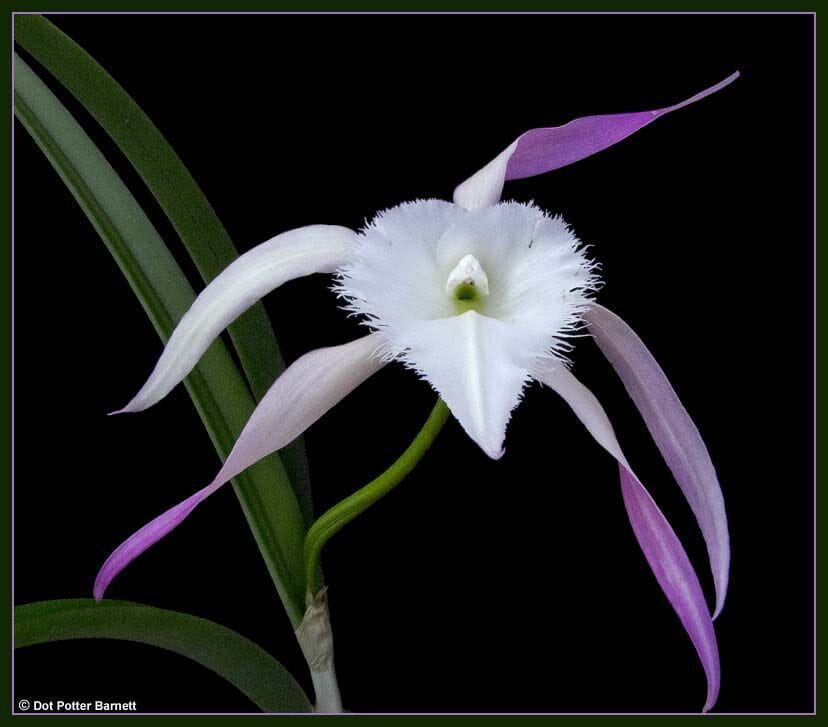 Rhyncholaelia digbyana x Brassavola cucullata - Rhynchovola David Sander - Pink Brassavola La Foresta Orchids 