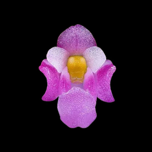 Schoenorchis scolopendria Schoenorchis La Foresta Orchids 